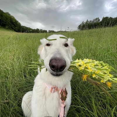 ismetpiuv - Brawl Stars