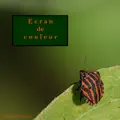 Ecran de couleur