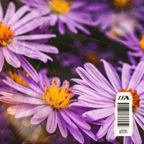 Jacinthes