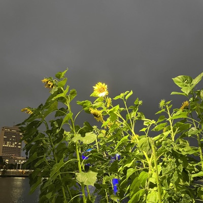 velma (feat. Ca$hCxrey) - Single