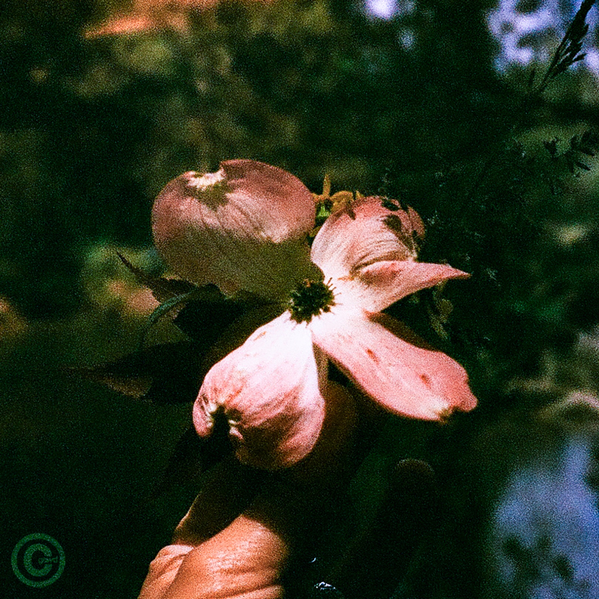 Golden Postcard - Single