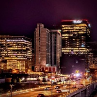 Tree Stems - Single - nxghtcxp