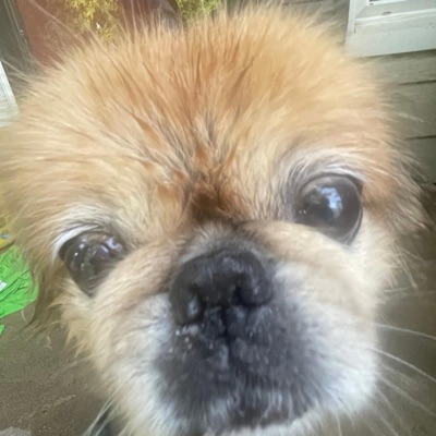 gizMo (feat. Ronn) - Single