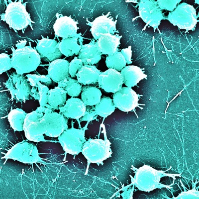 The Little Eukaryote That Could - Single