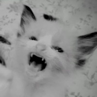 cuhshemine! (feat. Kui) - Single - 2lucid