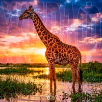 Жираф - Single - BONDDISCO, Denis Rublev & ВОЛЬЮМ