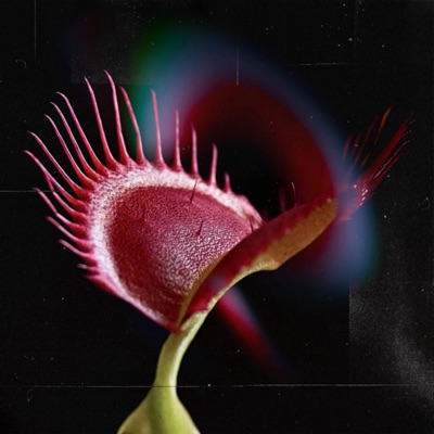 Venus Fly Trap - Single