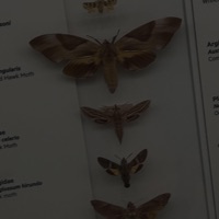 coward - Single - RipThePetals