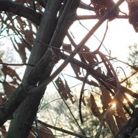 Auntie Whispers - Single - nxghtcxp