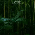 Soulful Rainforest