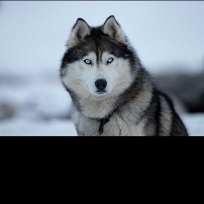 DOG - Single