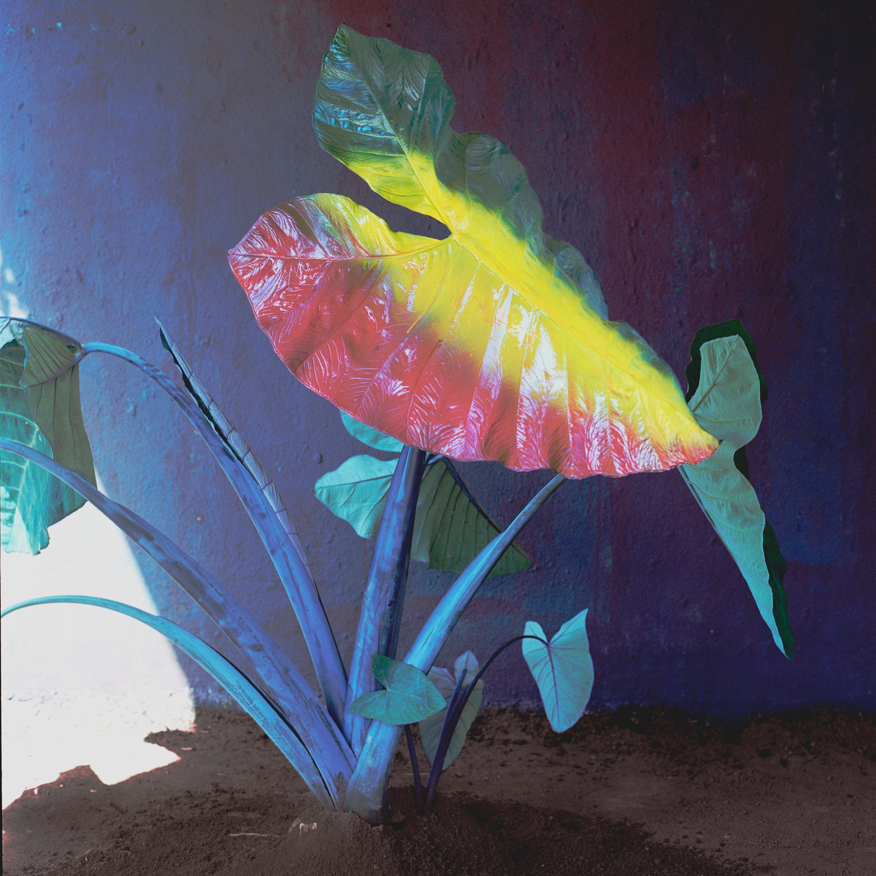 Coração Melão - Single