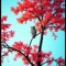 The Wise Owl - Singy Dingy lyrics