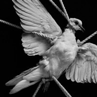 NOT SAFE - Single - ForeverBadboy