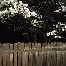 rosita (feat. adnn) Nezo