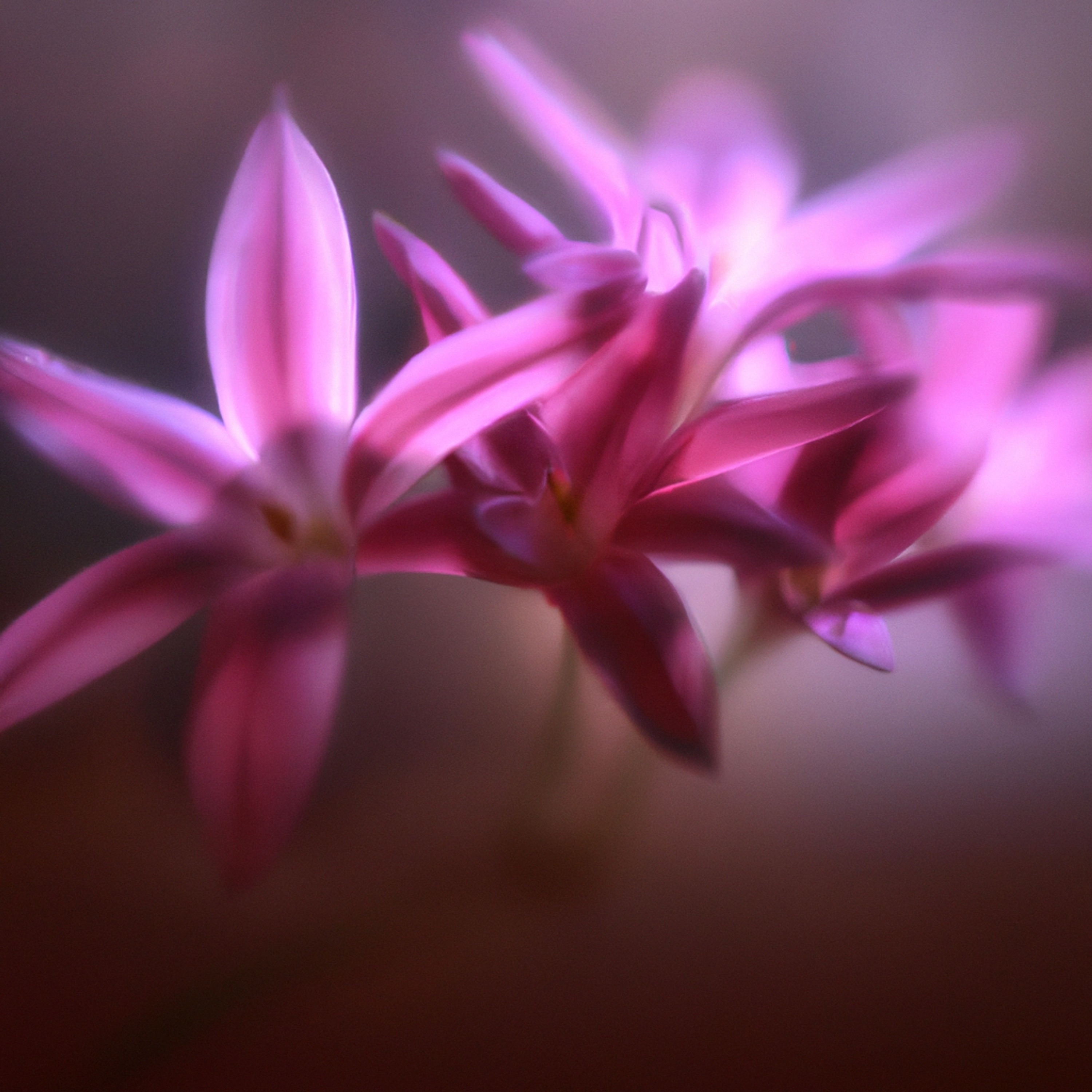 Parfum de l'aube - Single