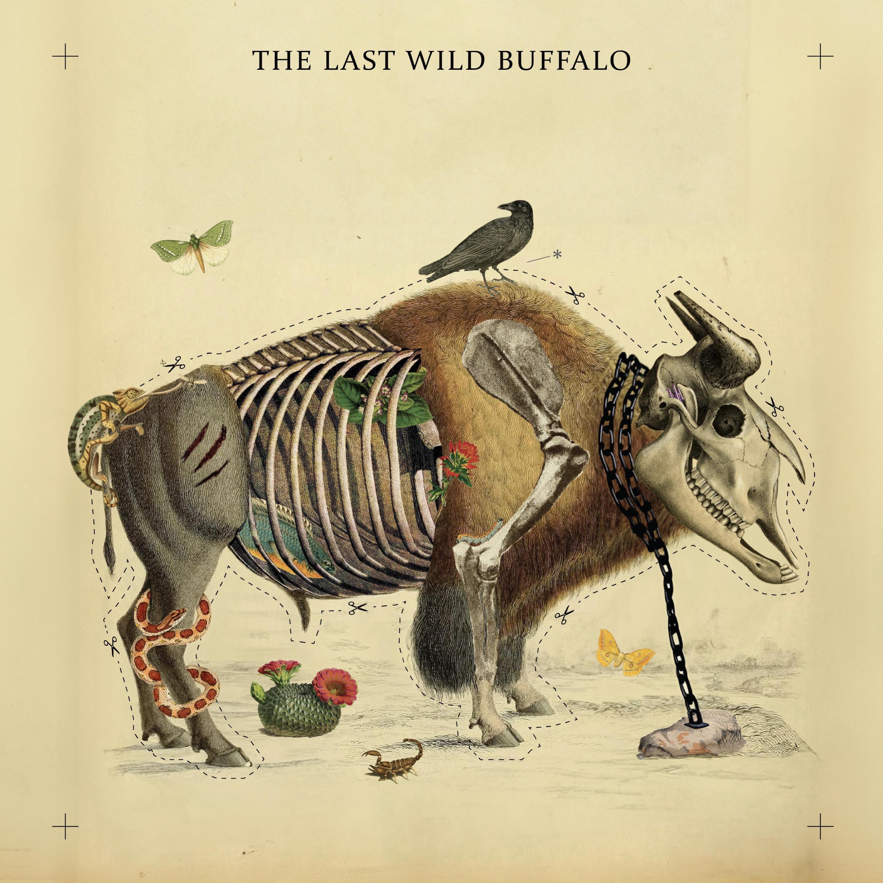 The Last Wild Buffalo