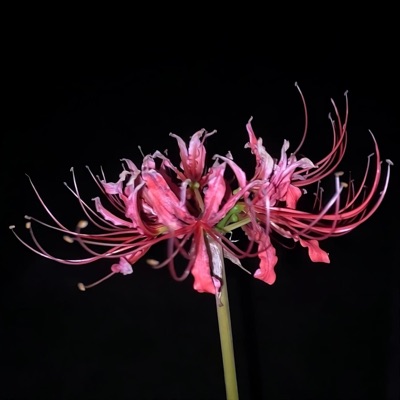 By the rules (feat. Dyingcondones) [Remix] - Single