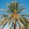 Rising Sun (feat. Anu Chaoui) [Vocal Mix] - Mark Hawkins lyrics