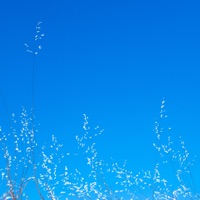 Loba (feat. raz) - Single - TSHRT & DAKI