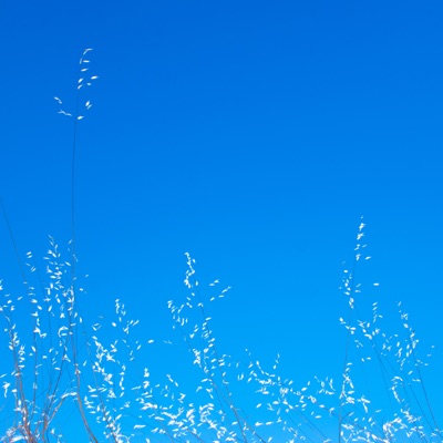 Loba (feat. raz) - Single