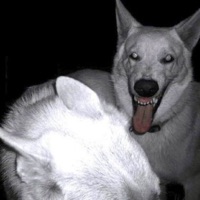 2019 Craighead Forest - Single - blare