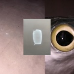 Teddy Greenway - Entertainment Tonight