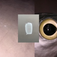 Teddy Greenway - Entertainment Tonight