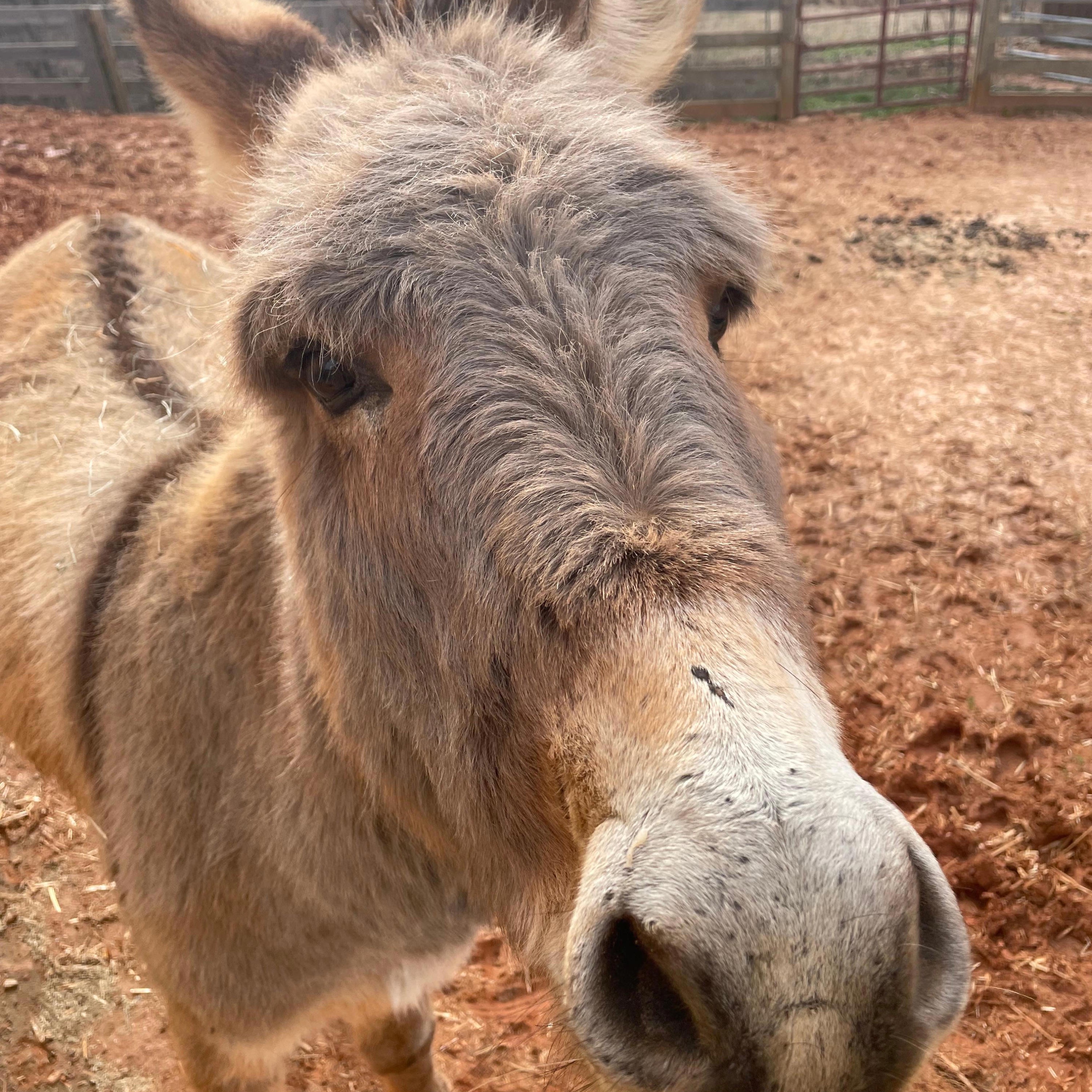 El Que No Sabe, No Sabe - Single