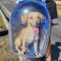 cusco - Single - 3381xp