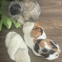 Wolfiana (Freestyle) - Single - Story AIP