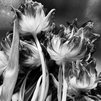 inherit Love - Single