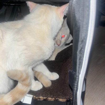 Still Yours (feat. Kiwiwi) - Single