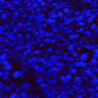 misery x company (feat. Days to Waste) - Single - Joss Vacant