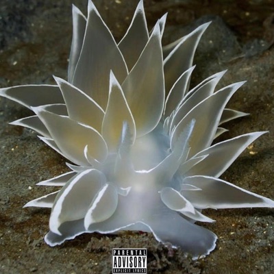 BORN 2 FINESSE (feat. Shizze) - Single