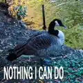 Nothing I Can Do