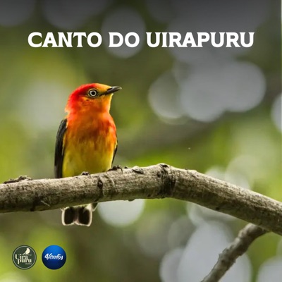 Canto do Uirapuru (feat. Fábio Scucuglia & Vini Flausino) - Single