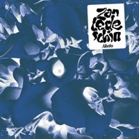 Zantedeschia - Aketo