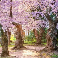 Separation - Single - Endri