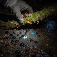 Celestial Noises - Single - Celestial Voices