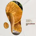 Equilibrium