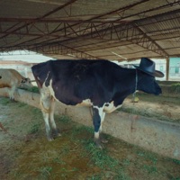 NOCIVO (feat. Archundia) - Single - RORO