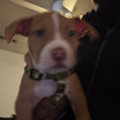 VANISH MODE - Single