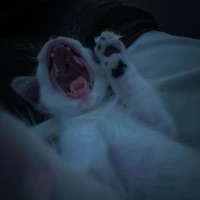 Reflection - Single - J. Grove