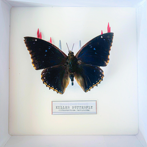 KiLLER BUTTERFLY - Apple Music