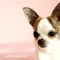 Sleepy Dog - Dog Music DJ lyrics