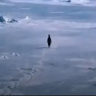 L'amour Toujours (Organ Penguin Version)