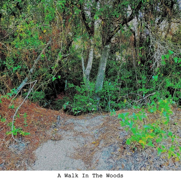 A Walk In The Woods