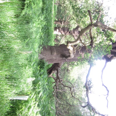 MAC (SUCCESSOLDSEPARATELY) - Single