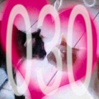 2 cats - Single - woso